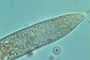 Картопляні нематоди - найгірший ворожий картопля Картопляні нематоди - найгірший ворожий картопля